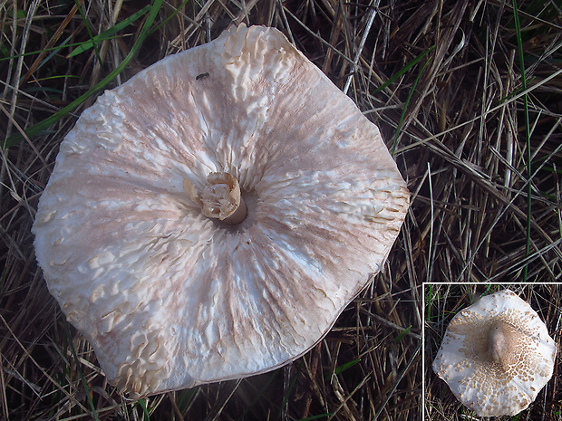 hubožer ??? Hypomyces sp. ???