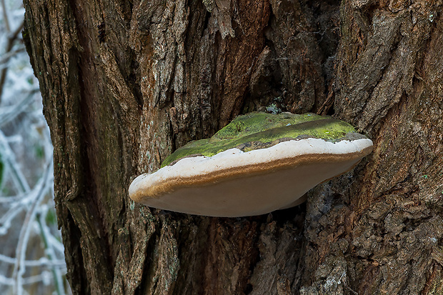 ohňovec obyčajný Phellinus igniarius (L.) Quél.