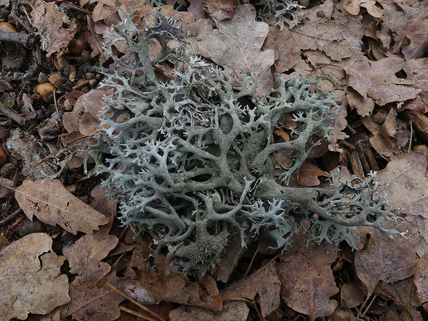 pakonárnik otrubový Pseudevernia furfuracea var. furfuracea (L.) Zopf