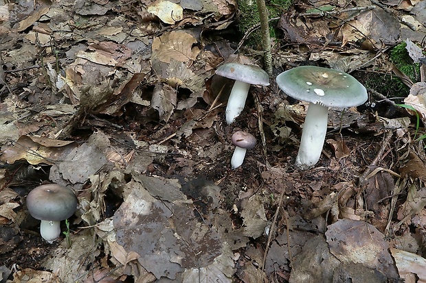 plávka Russula sp.