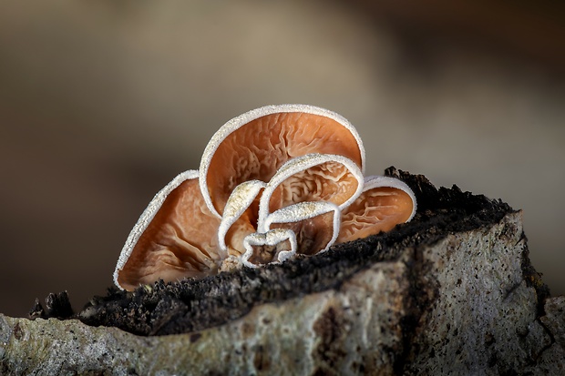 škľabka plstnatá Schizophyllum amplum (Lév.) Nakasone