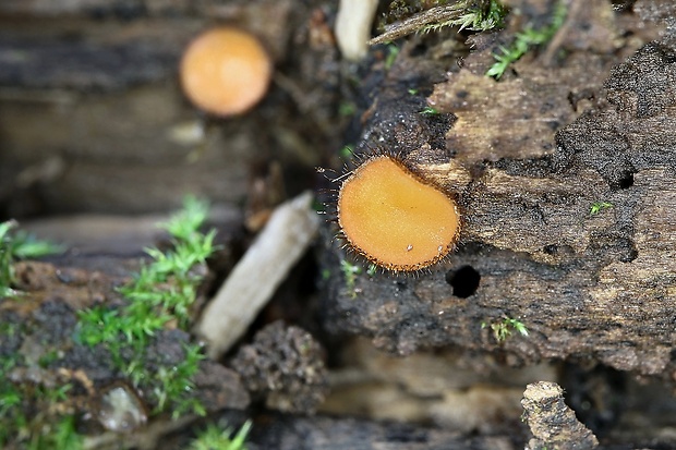 štítovnička Scutellinia sp.