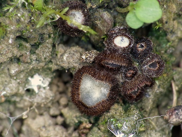 trichoféa Trichophaea sp.