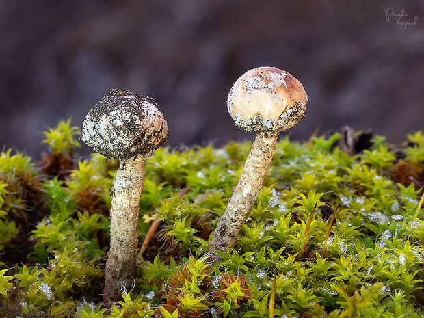 stopkovec zimný Tulostoma brumale Pers.