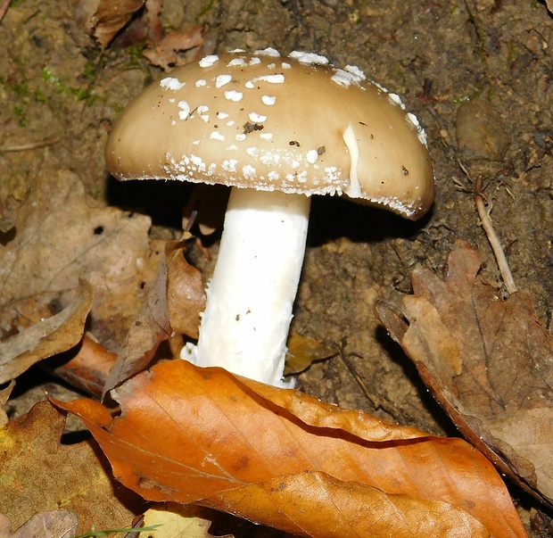 muchotrávka tigrovaná Amanita pantherina (DC.) Krombh.