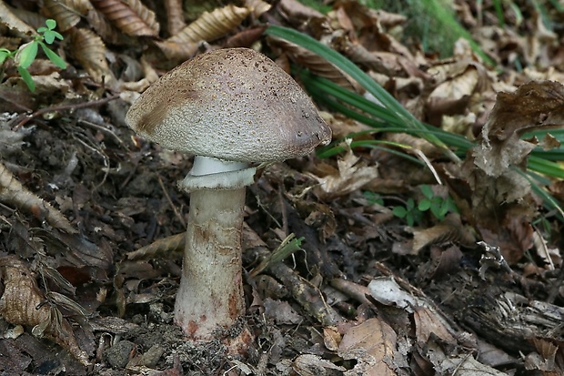 muchotrávka červenkastá Amanita rubescens Pers.