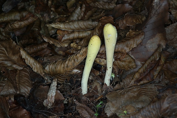 kyjak obrovský Clavariadelphus pistillaris (Fr.) Donk