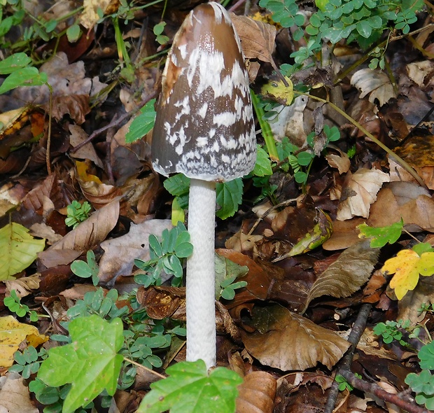 hnojník strakatý Coprinopsis picacea (Bull.) Redhead, Vilgalys & Moncalvo