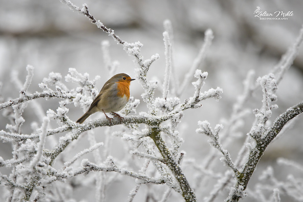 červienka obyčajná  Erithacus rubecula