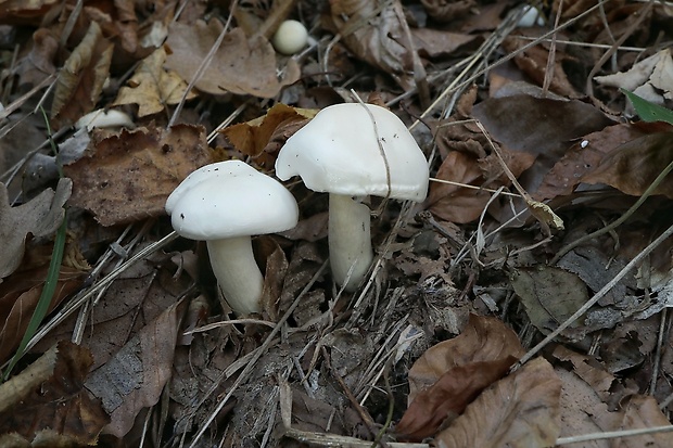 šťavnačka Hygrophorus sp.