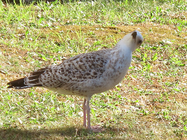 čajka sivá ??? Larus cf. canus