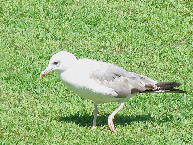 čajka sivá ??? Larus cf. canus