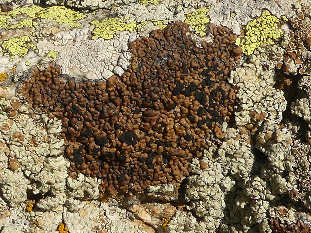 šáločka Lecidea atrobrunnea (Ramond ex Lam. et DC.) Schaer.