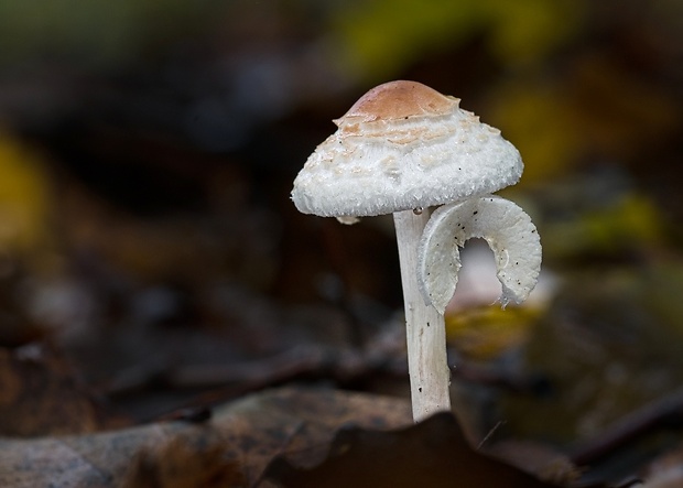 bedlička vlnatá Lepiota clypeolaria (Bull.) P. Kumm.