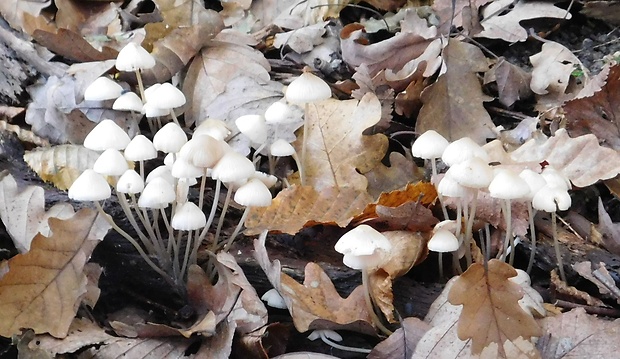 prilbička Mycena sp.