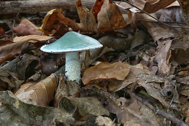 golierovka zelenomodrá Stropharia caerulea Kreisel