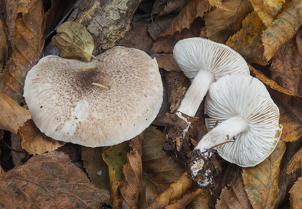 čírovka sivookrová Tricholoma scalpturatum (Fr.) Quél.