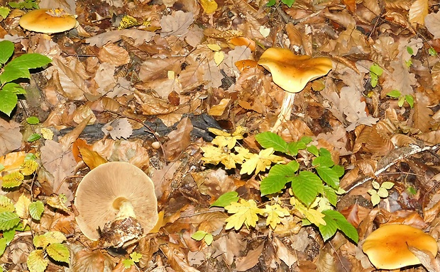 čírovka Tricholoma sp.