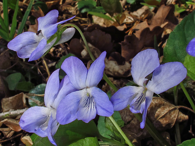 fialka Viola x dubia Wiesb.