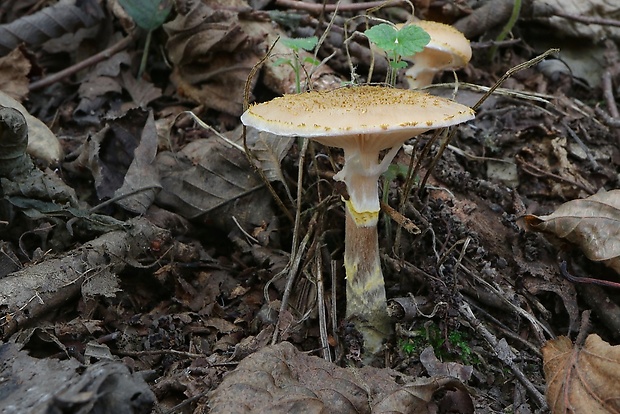 podpňovka Armillaria sp.