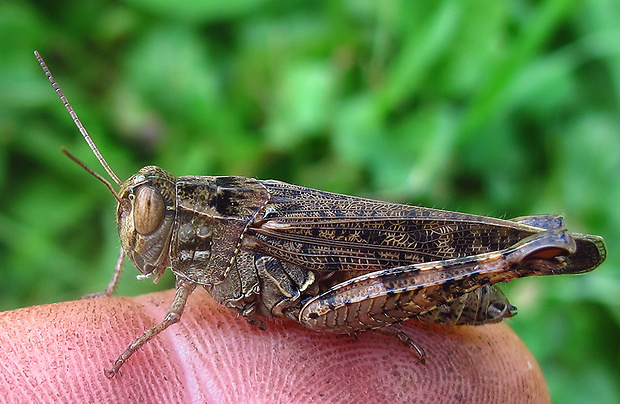 koník barbarský Calliptamus barbarus (Costa, 1836)