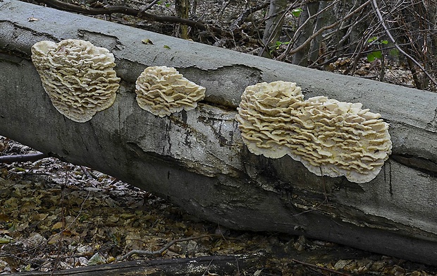 zubček severský Climacodon septentrionalis (Fr.) P. Karst.