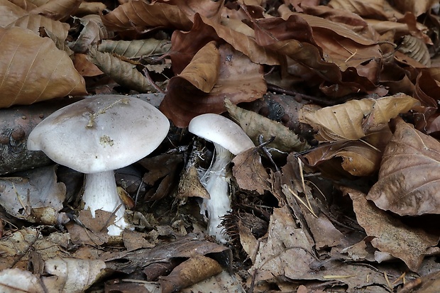 strmuľka inovaťová Clitocybe nebularis (Batsch) P. Kumm.