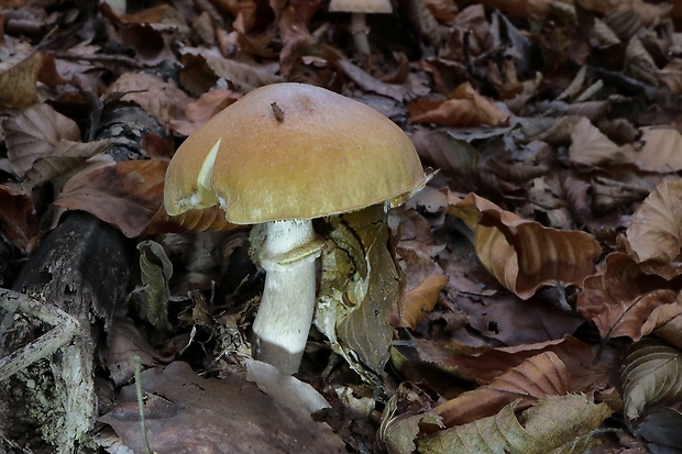 pavučinovec inovaťový Cortinarius caperatus (Pers.) Fr.