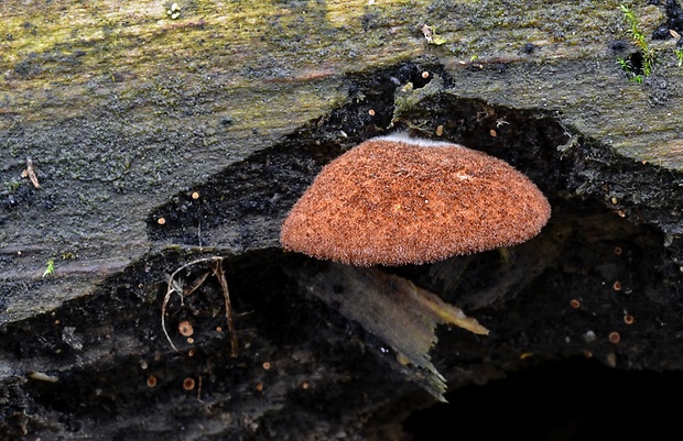 pahliva šafranová Crepidotus crocophyllus (Berk.) Sacc.