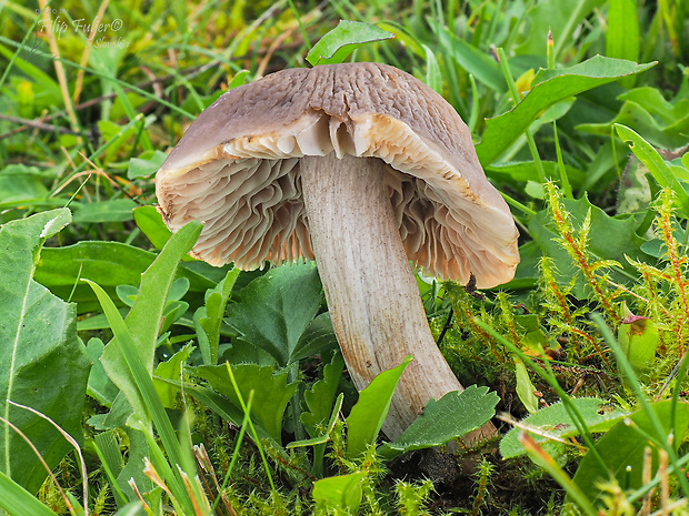 čiruľka Dermoloma magicum Arnolds