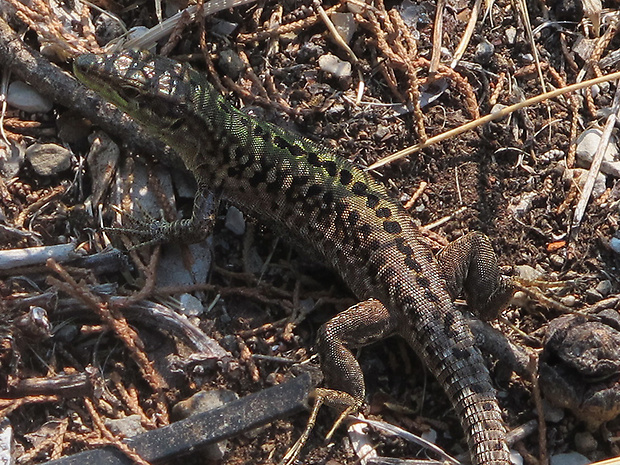 jaštericovité Lacertidae fam.