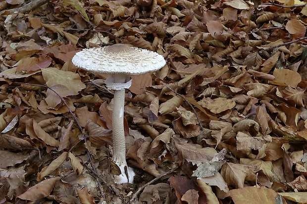 bedľa vysoká Macrolepiota procera (Scop.) Singer