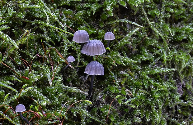 prilbička modrosivá Mycena pseudocorticola Kühner