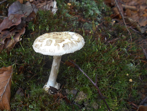 muchotrávka citrónovožltá Amanita citrina Pers.