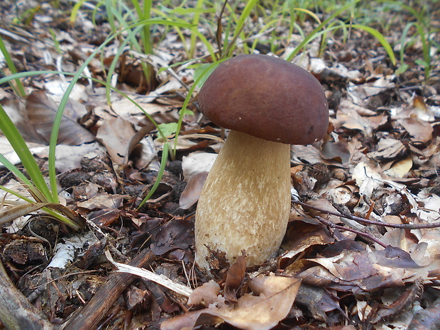 hríb dubový Boletus reticulatus Schaeff.