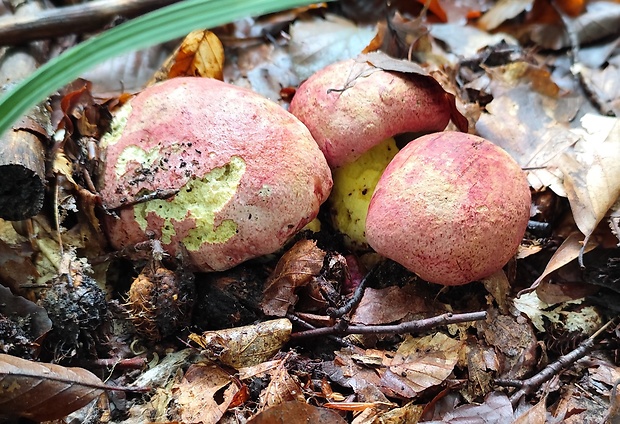 hríb kráľovský Butyriboletus regius (Krombh.) D. Arora & J.L. Frank