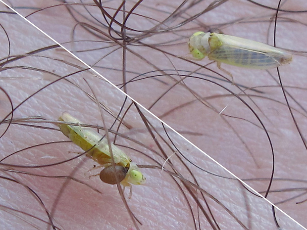 cikádkovité ??? Cicadellidae fam. ???