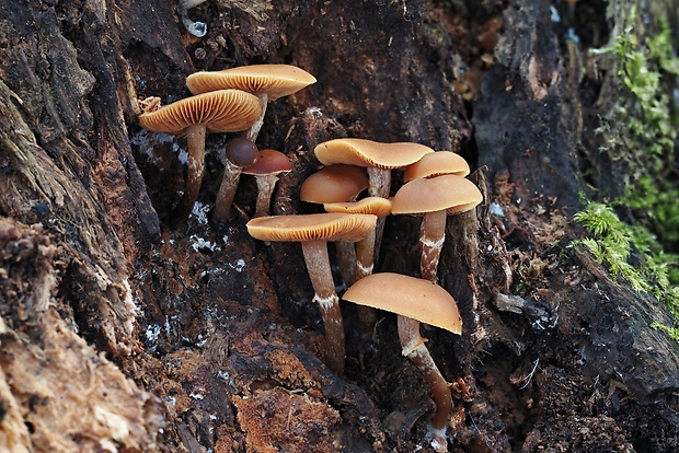 kapucňovka okrovohnedastá Galerina marginata (Batsch) Kühner