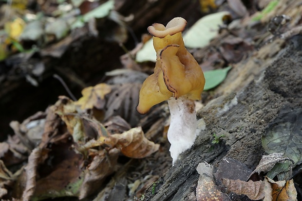 ušiak mitrovitý Gyromitra infula (Schaeff.) Quél.