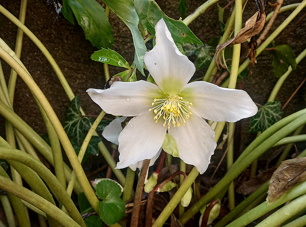 čemerica čierna Helleborus niger L.