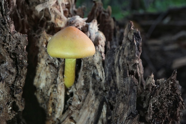 strapcovka zväzkovitá Hypholoma fasciculare (Huds.) P. Kumm.