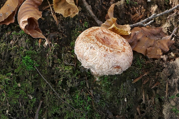 rýdzik kravský Lactarius torminosus (Schaeff.) Gray