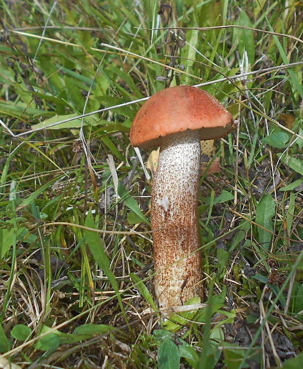 kozák dubový Leccinum aurantiacum (Bull.) Gray