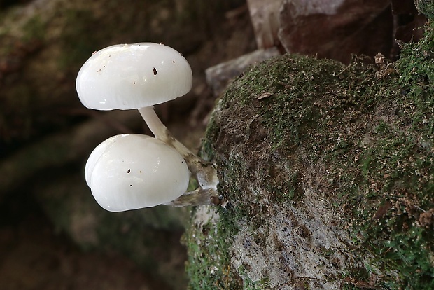 sliznačka obyčajná Mucidula mucida (Schrad.) Pat.