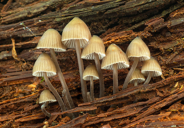 prilbička chlórová Mycena stipata Maas Geest. & Schwöbel