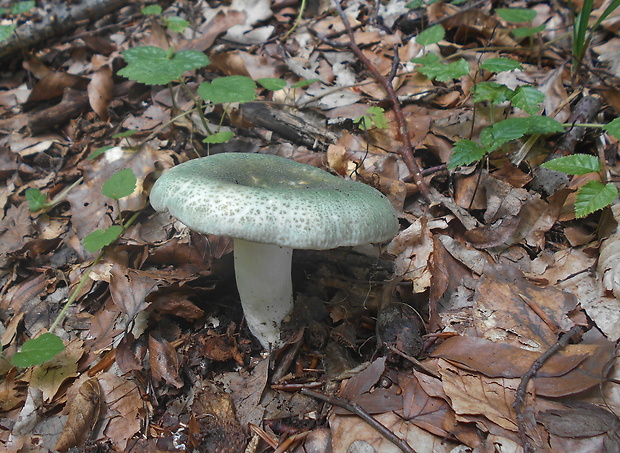 plávka zelenkastá Russula virescens (Schaeff.) Fr.