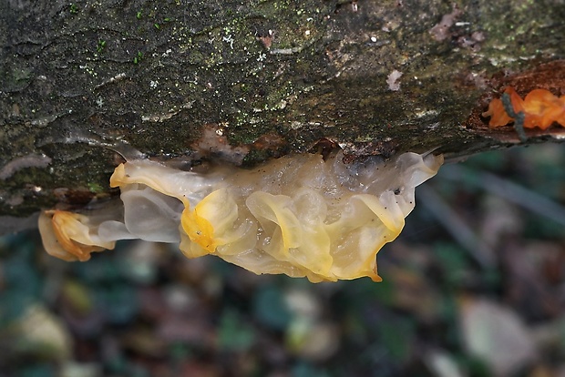 rôsolovka zlatožltá Tremella mesenterica Retz.