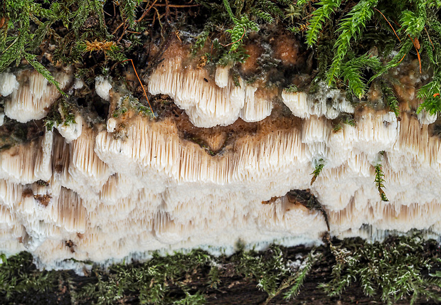 voskopórovček plavý Ceriporiopsis gilvescens (Bres.) Domański