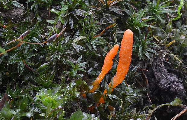 žezlovka hmyzová Cordyceps militaris (Fr.) Link