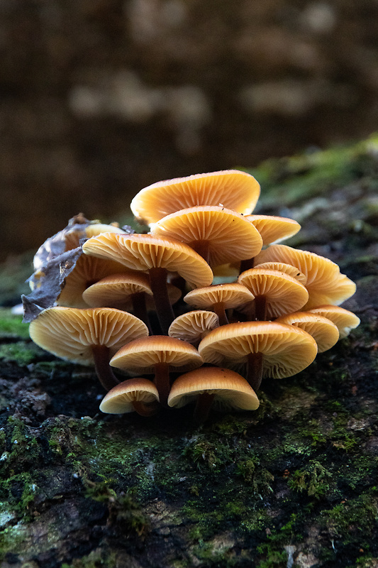 plamienka Flammulina sp.